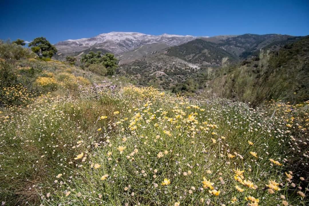 Finca El Almendro Árchez Екстериор снимка